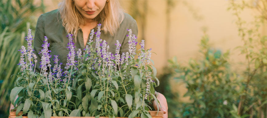 ANTIMOSQUITOS NATURALES Y LO QUE NECESITAS SABER PARA UN VERANO TRANQUILO