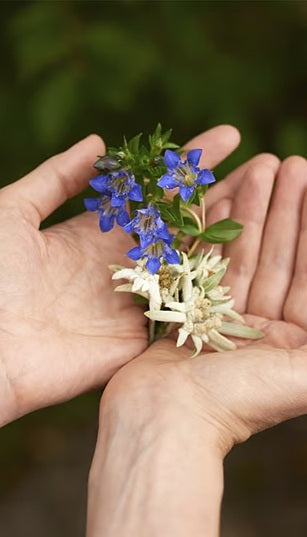 Contorno Ojos y Labios Redensificante de Genciana Azul y Edelweiss Weleda