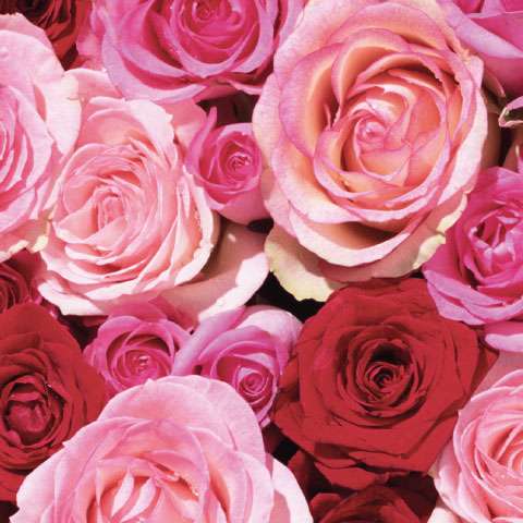 Aceite Corporal Amor Rosa 100ml Khadi