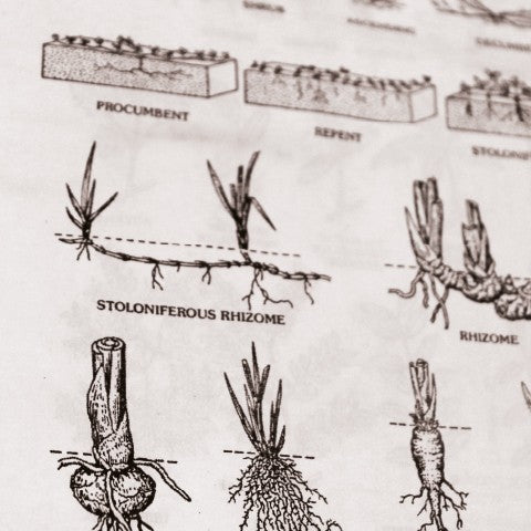 Aceite Corporal de Loto Rosado 100ml Khadi