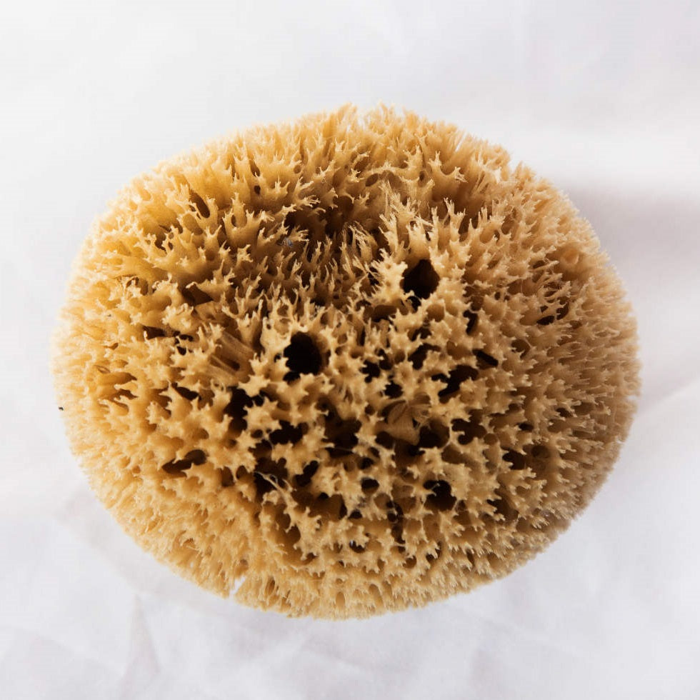 Esponja Baño Adulto Honey Comb - Esponjas Marinas