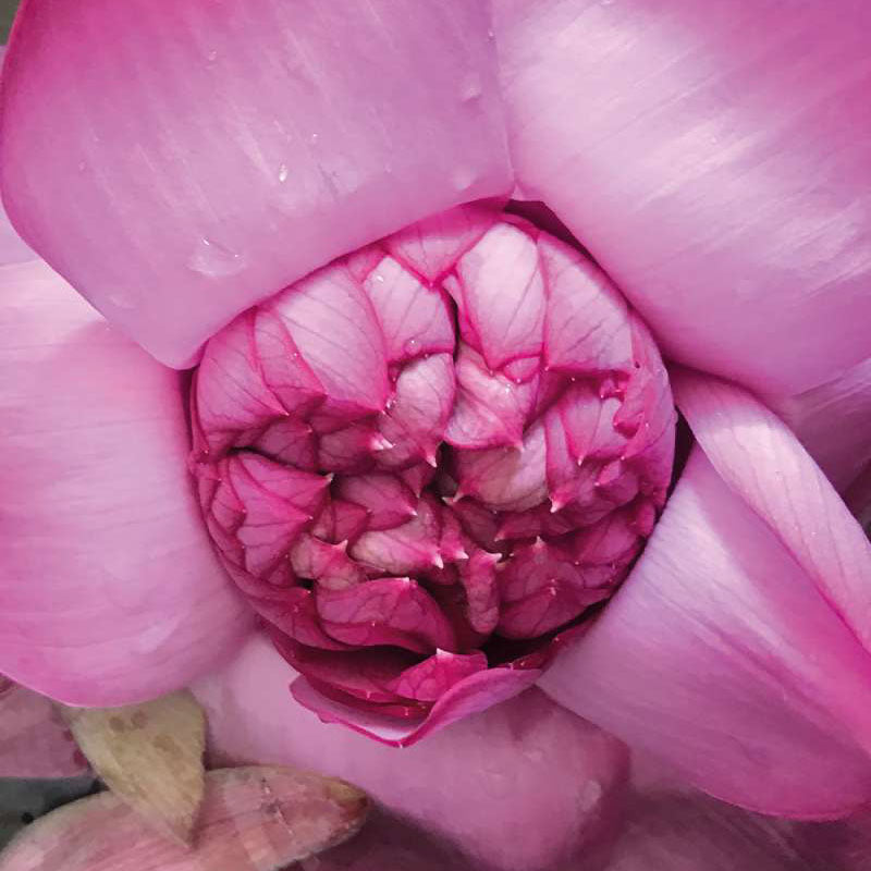 Aceite Corporal de Loto Rosado 100ml Khadi