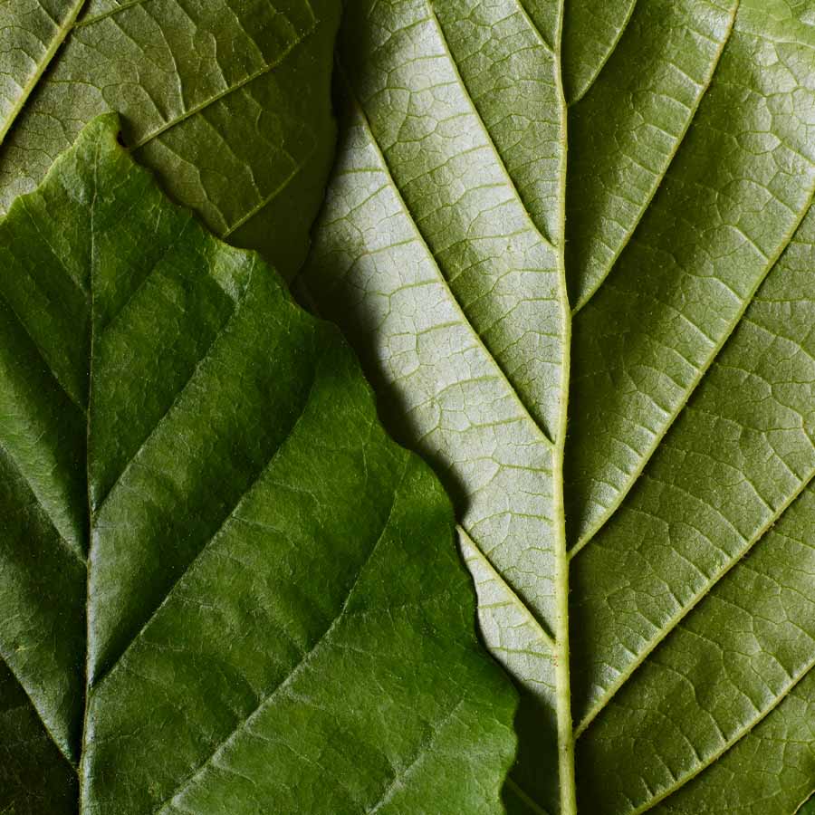 Fluido Iluminador Dr. Hauschka