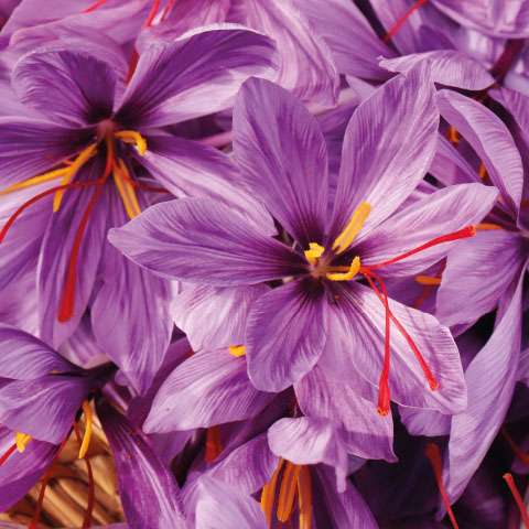 Aceite Corporal Amor Rosa 100ml Khadi