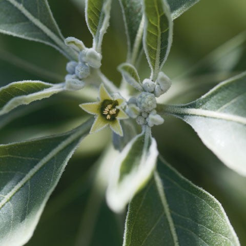 Aceite Corporal Antiedad 100ml Khadi