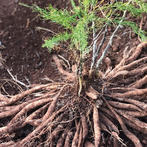 Aceite Corporal Antiedad 100ml Khadi