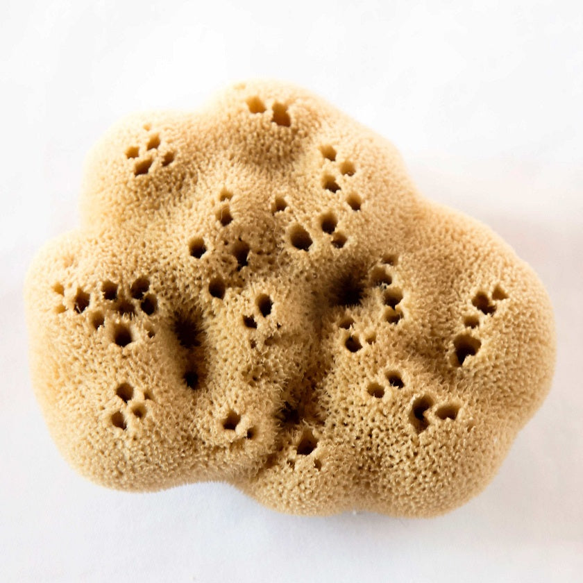 Esponja Baño Adulto Silk Natural - Esponjas Marinas